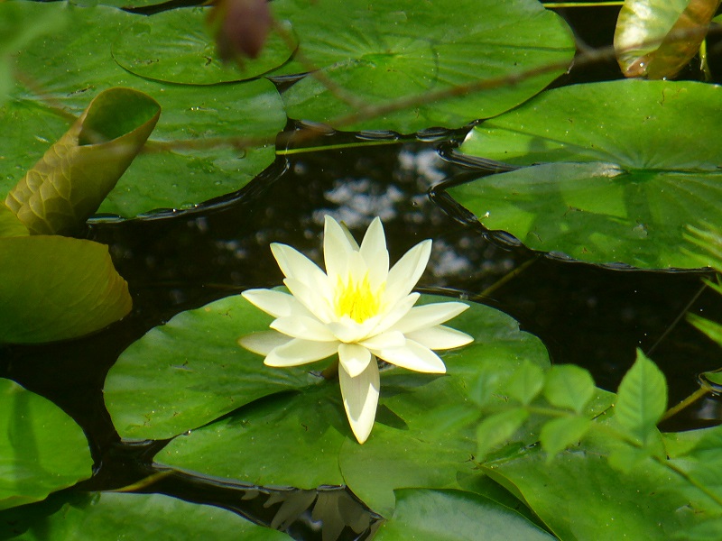 Seerose © 2012 by DMGG