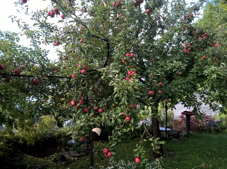 Apfelbaum © 2018 by DMGG