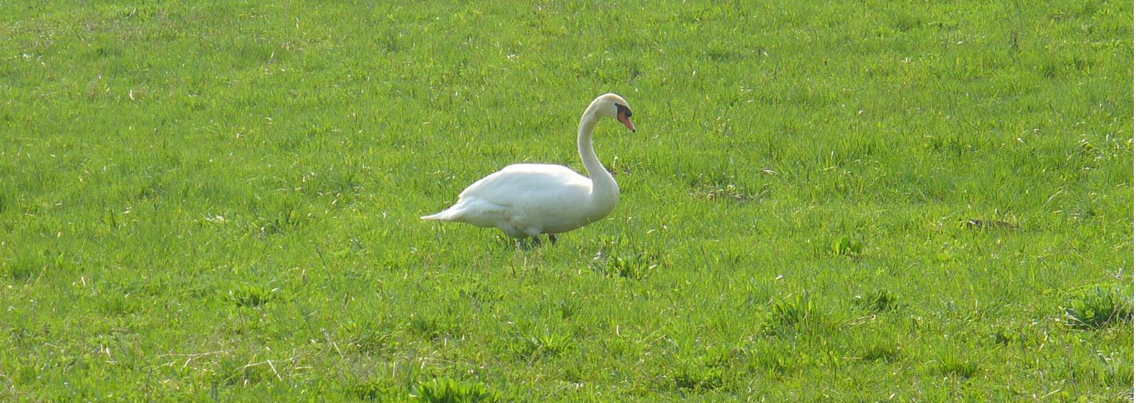 Seeschwan im Moos bei Ins/CH © 2009 by DMGG