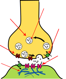 Synapse © WikipediA