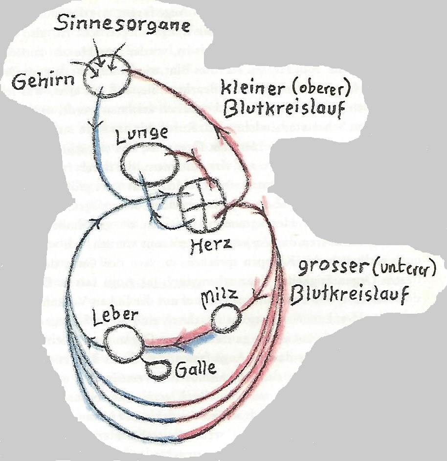 Skizze der Tafelzeichnung © 1978 by R.Steiner Verlag