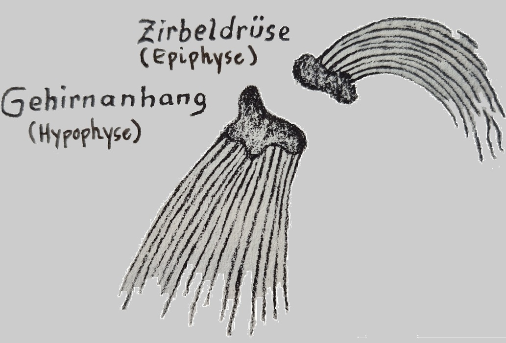 Skizze der Wandtafelzeichnung &copy; 1971 R.Steiner-Verlag